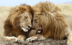 Desktop image. Animals. ID:34290