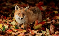Desktop image. Animals. ID:64981
