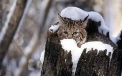 Desktop image. Animals. ID:34293