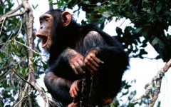 Desktop image. Animals. ID:34297
