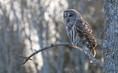 Desktop image. Animals. ID:50275