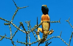 Desktop image. Animals. ID:34302