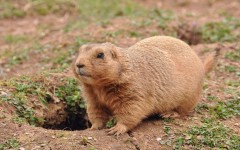 Desktop image. Animals. ID:64982