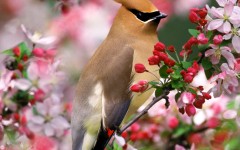 Desktop image. Animals. ID:34304