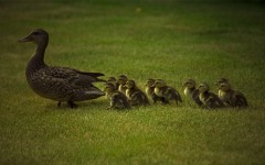 Desktop image. Animals. ID:34306