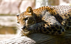 Desktop image. Animals. ID:34307