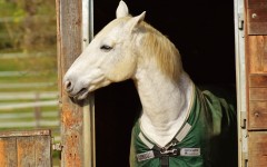 Desktop image. Animals. ID:64983