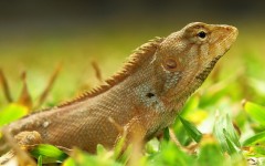 Desktop image. Animals. ID:34311