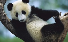 Desktop image. Animals. ID:34313