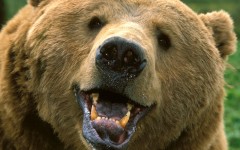 Desktop image. Animals. ID:34315