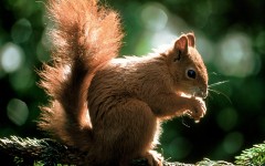 Desktop image. Animals. ID:34316
