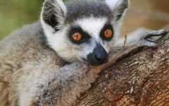Desktop image. Animals. ID:34318