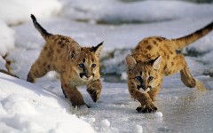 Desktop image. Animals. ID:64984