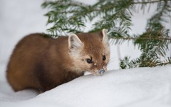 Desktop image. Animals. ID:64985