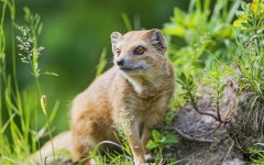 Desktop image. Animals. ID:34322