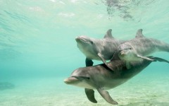Desktop image. Animals. ID:34325