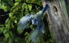 Desktop image. Animals. ID:34326