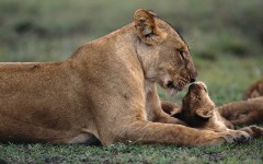 Desktop image. Animals. ID:34327
