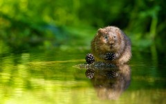 Desktop image. Animals. ID:64986
