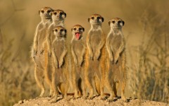 Desktop image. Animals. ID:34332