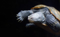 Desktop image. Animals. ID:34333