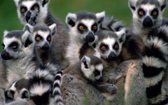 Desktop image. Animals. ID:34335