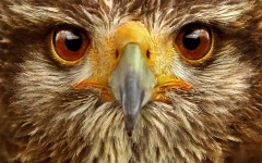 Desktop image. Animals. ID:34337