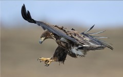 Desktop image. Animals. ID:34338