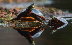 Desktop image. Animals. ID:34339