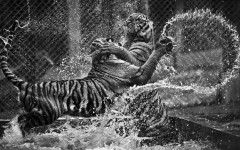 Desktop image. Animals. ID:64988
