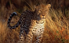 Desktop image. Animals. ID:34341
