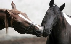 Desktop image. Animals. ID:34342