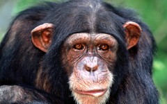 Desktop image. Animals. ID:34343