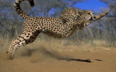 Desktop image. Animals. ID:34345