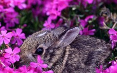 Desktop image. Animals. ID:34347
