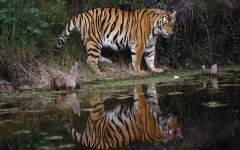 Desktop image. Animals. ID:34349
