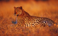 Desktop image. Animals. ID:34355
