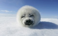Desktop image. Animals. ID:34358