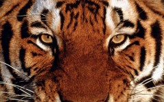 Desktop image. Animals. ID:34360