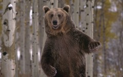 Desktop image. Animals. ID:34362