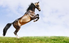 Desktop image. Animals. ID:34365