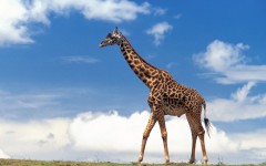 Desktop image. Animals. ID:34366
