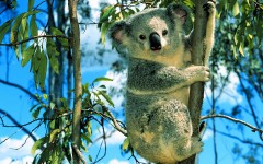 Desktop image. Animals. ID:34369