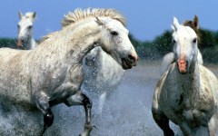 Desktop image. Animals. ID:34370