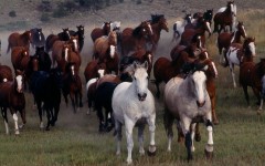 Desktop image. Animals. ID:34371