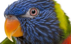 Desktop image. Animals. ID:34376