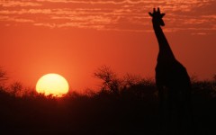 Desktop image. Animals. ID:34378