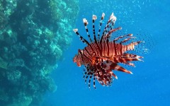 Desktop image. Animals. ID:34379