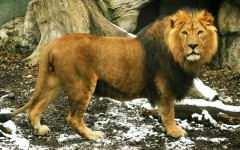 Desktop image. Animals. ID:34380
