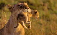Desktop image. Animals. ID:34382